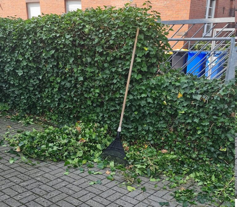 Hecke schneiden